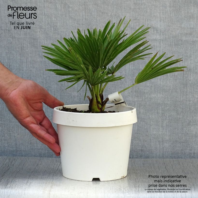 Amostra de Chamaerops humilis Compacta Vaso de 2 L/3 L tal como entregue no verão