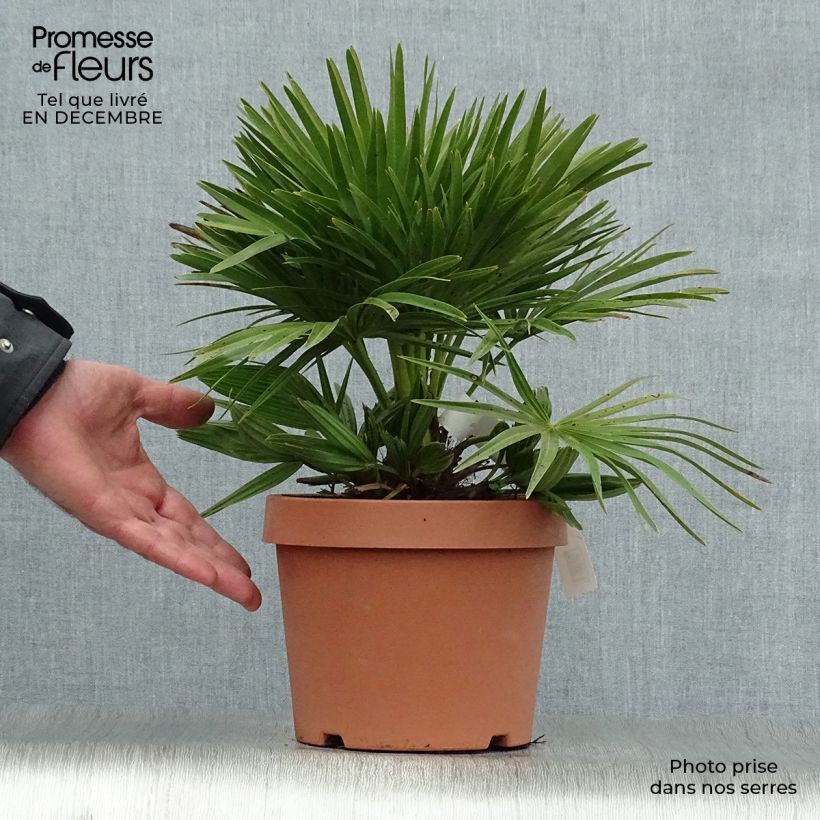 Amostra de Chamaerops humilis Compacta - Palmier nain Vaso de 2 L/3 L tal como entregue no inverno