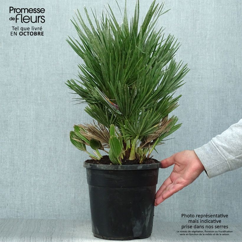 Amostra de Chamaerops humilis Compacta Vaso de 4 L/5 L tal como entregue no outono