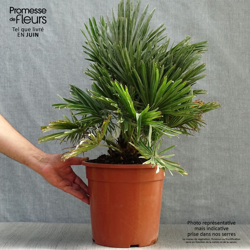 Amostra de Chamaerops humilis Compacta Vaso de 4 L/5 L tal como entregue no verão