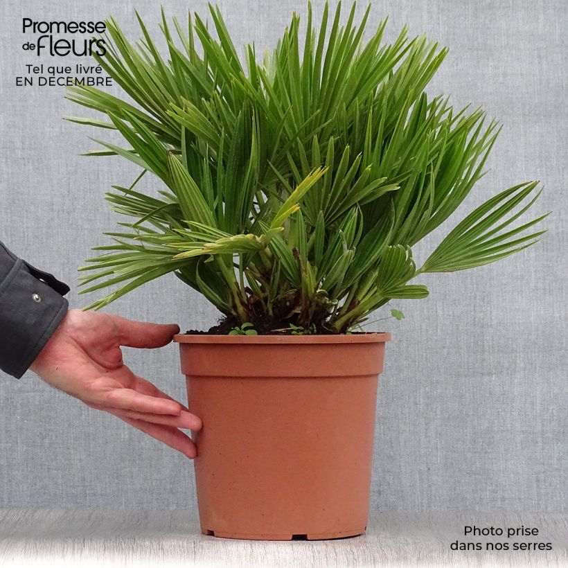 Amostra de Chamaerops humilis Compacta - Palmier nain Vaso de 4 L/5 L tal como entregue no inverno