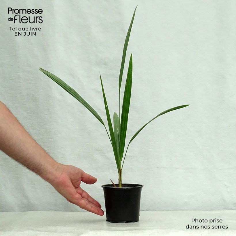 Amostra de Chamaerops humilis Vaso de 12 cm/13 cm tal como entregue no verão