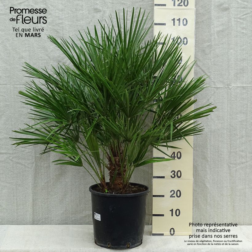 Amostra de Chamaerops humilis Vaso de 12 L/15 L tal como entregue na primavera