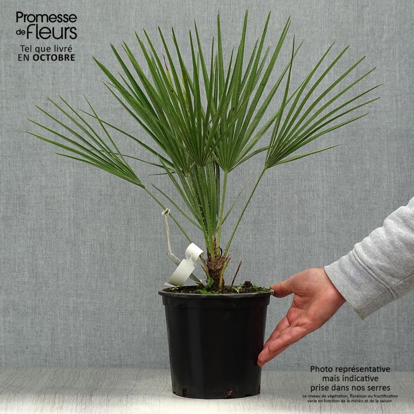 Amostra de Chamaerops humilis Vaso de 2 L/3 L tal como entregue no outono