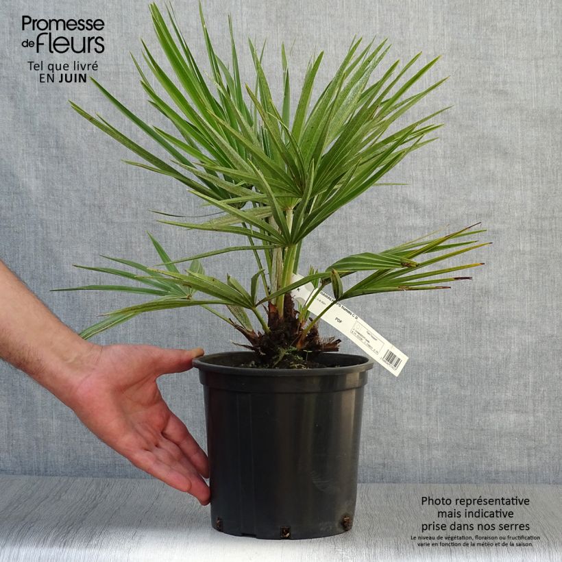 Amostra de Chamaerops humilis Vaso de 2 L/3 L tal como entregue no verão