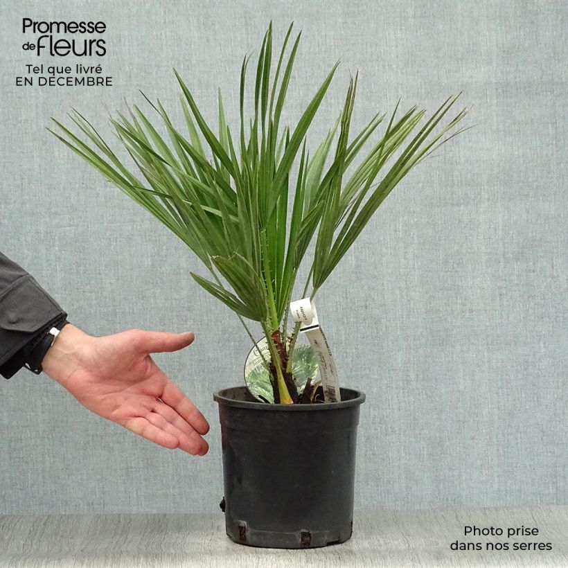 Amostra de Chamaerops humilis - Palmier nain Vaso de 2 L/3 L tal como entregue no inverno