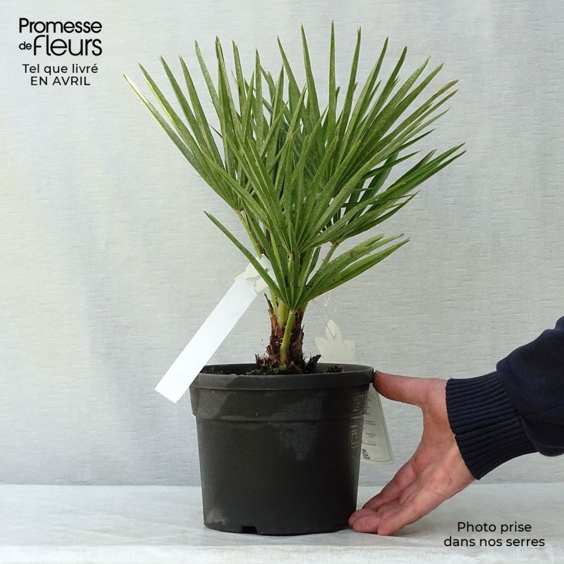 Amostra de Chamaerops humilis Vaso de 2 L/3 L tal como entregue na primavera