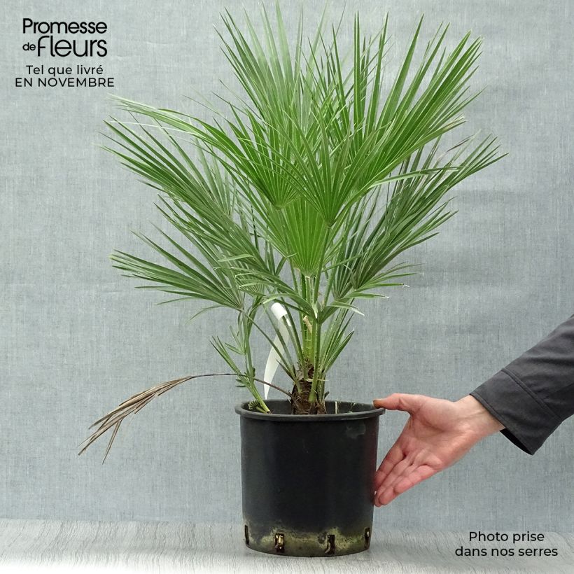 Amostra de Chamaerops humilis Vaso de 6 L/7 L tal como entregue no outono