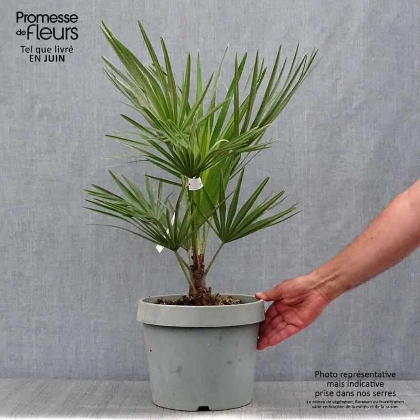 Amostra de Chamaerops humilis Vaso de 6 L/7 L tal como entregue no verão