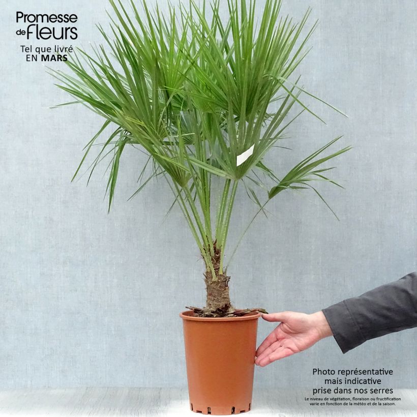 Amostra de Chamaerops humilis Vaso de 6 L/7 L tal como entregue na primavera