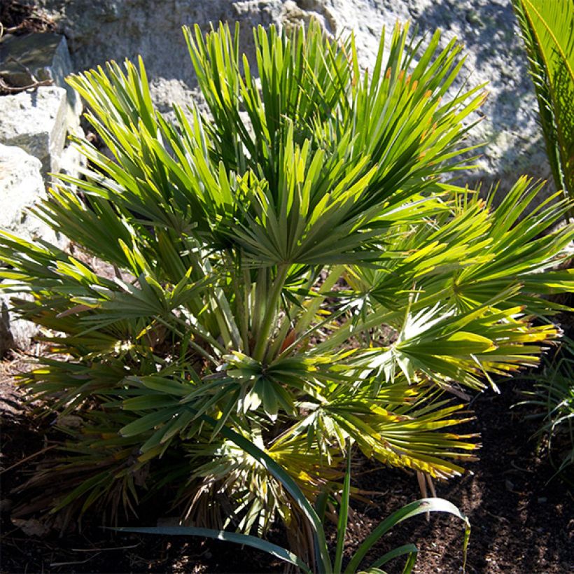 Chamaerops humilis Vulcano (Folhagem)