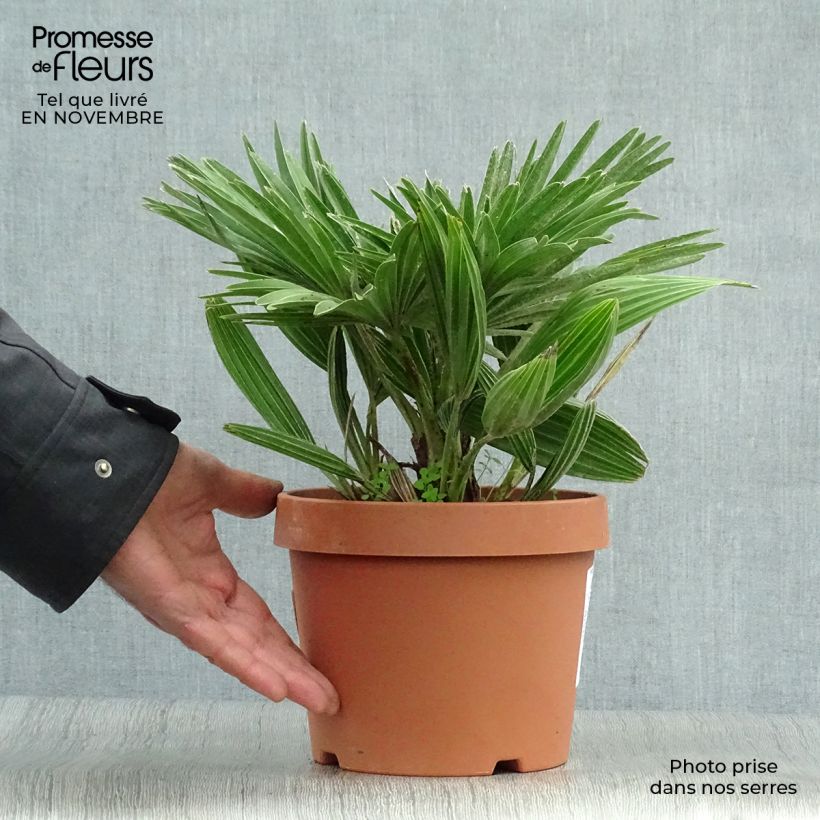 Amostra de Chamaerops humilis Vulcano Vaso de 2 L/3 L tal como entregue no outono
