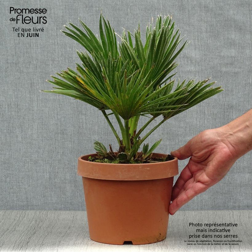Amostra de Chamaerops humilis Vulcano Vaso de 2 L/3 L tal como entregue no verão