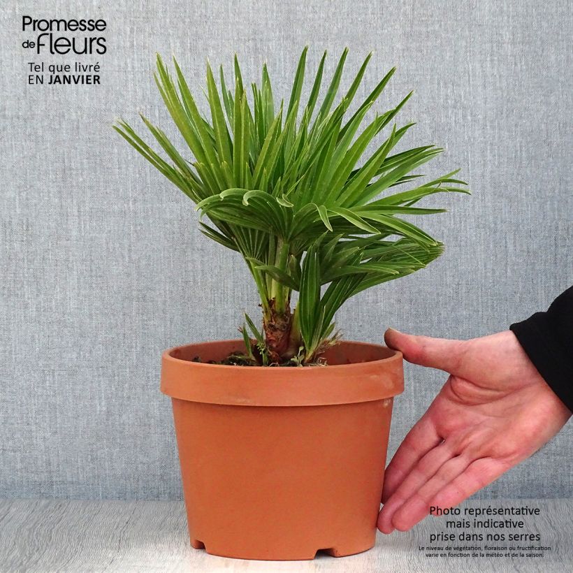 Amostra de Chamaerops humilis Vulcano - Palmier nain Vaso de 2 L/3 L tal como entregue no inverno