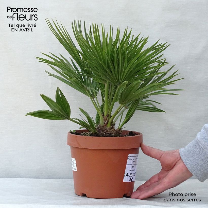 Amostra de Chamaerops humilis Vulcano Vaso de 2 L/3 L tal como entregue na primavera
