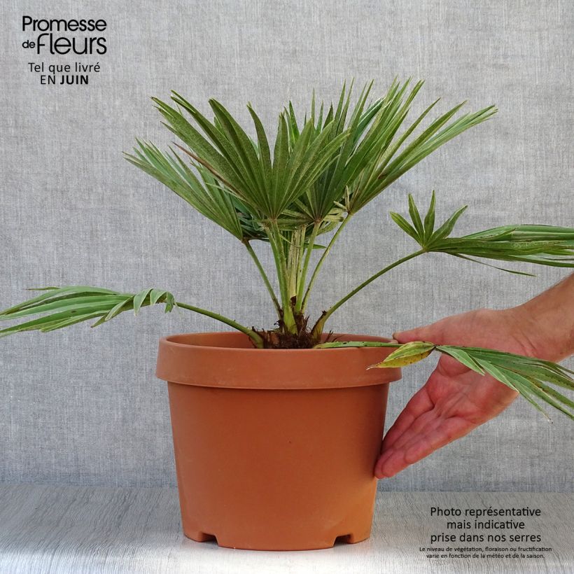 Amostra de Chamaerops humilis Vulcano Vaso de 4 L/5 L tal como entregue no verão