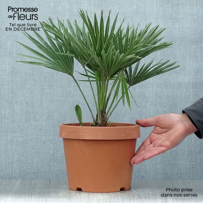 Amostra de Chamaerops humilis Vulcano - Palmier nain Vaso de 4 L/5 L tal como entregue no inverno