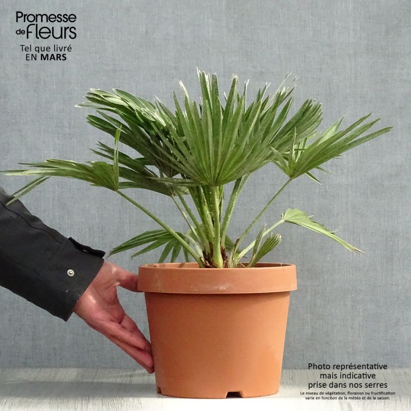 Amostra de Chamaerops humilis Vulcano Vaso de 4 L/5 L tal como entregue na primavera
