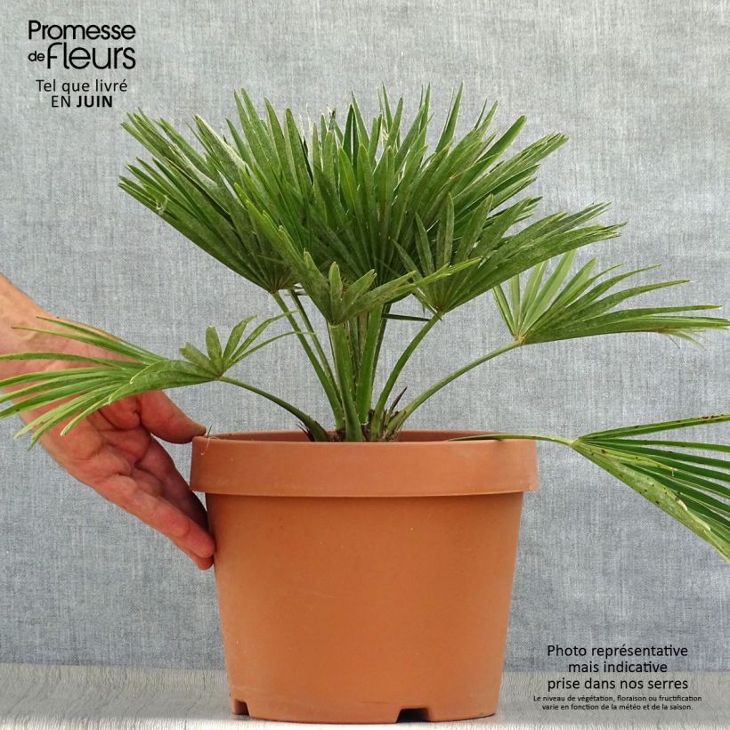 Amostra de Chamaerops humilis Vulcano Vaso de 6 L/7 L tal como entregue no verão