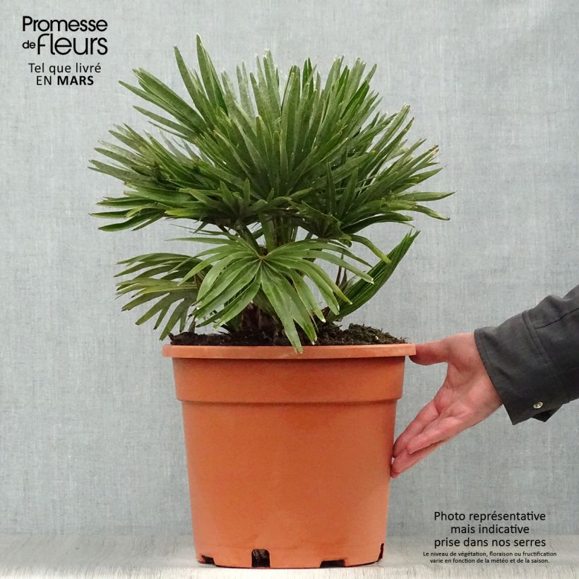 Amostra de Chamaerops humilis Vulcano Vaso de 6 L/7 L tal como entregue na primavera