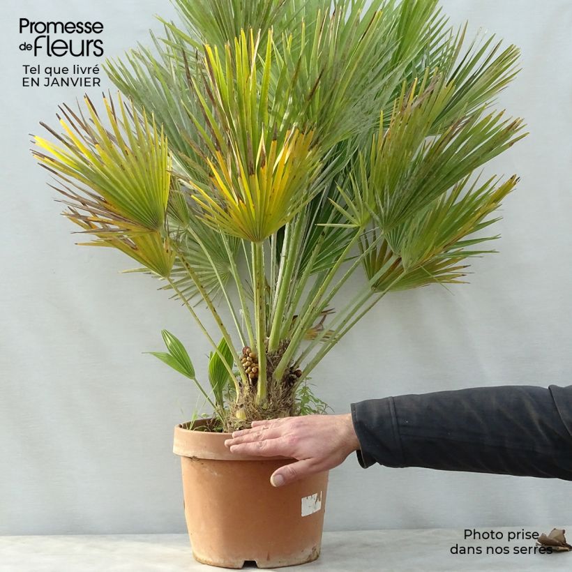 Amostra de Chamaerops humilis Vulcano - Palmier nain Vaso de 6 L/7 L tal como entregue no inverno