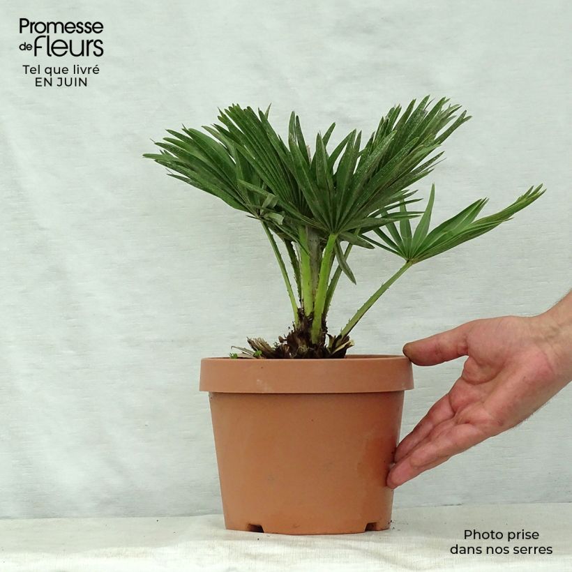 Amostra de Chamaerops humilis var. cerifera Vaso de 3 L/4 L tal como entregue no verão