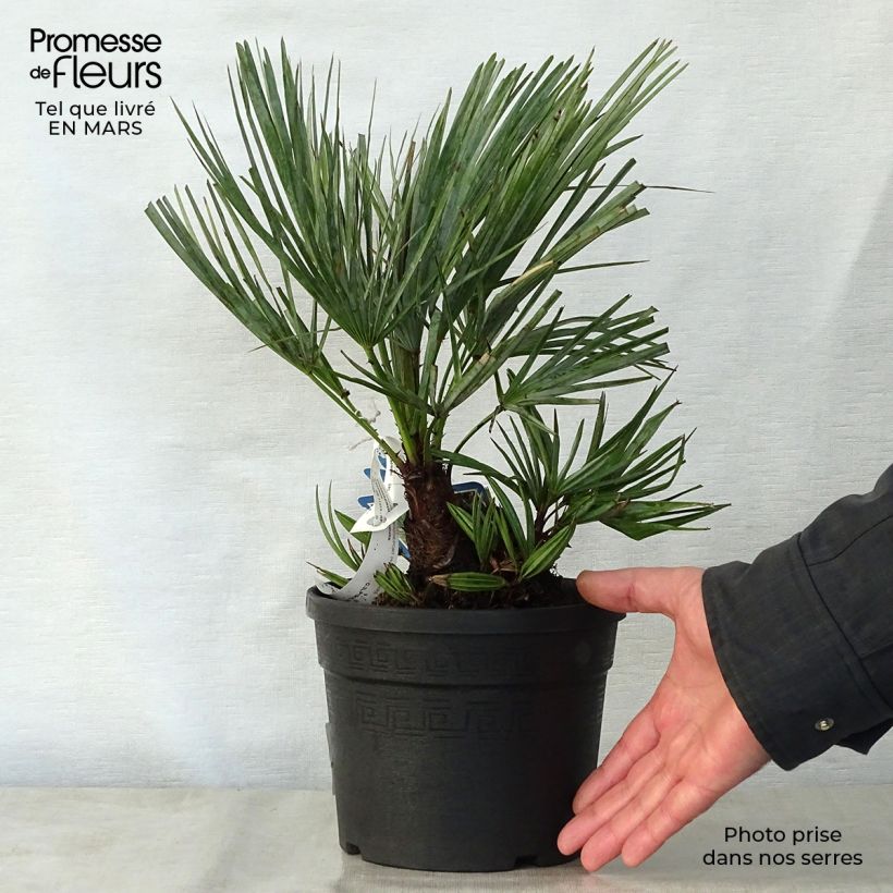 Amostra de Chamaerops humilis cerifera - Palmier nain bleuté Vaso de 3 L/4 L tal como entregue na primavera
