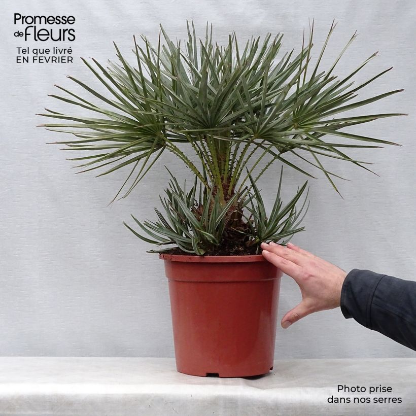 Amostra de Chamaerops humilis cerifera - Palmier nain bleuté Vaso de 7,5 L/10 L tal como entregue no inverno