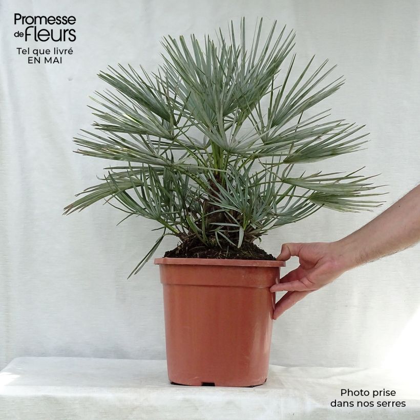 Amostra de Chamaerops humilis var. cerifera Vaso de 7,5 L/10 L tal como entregue na primavera