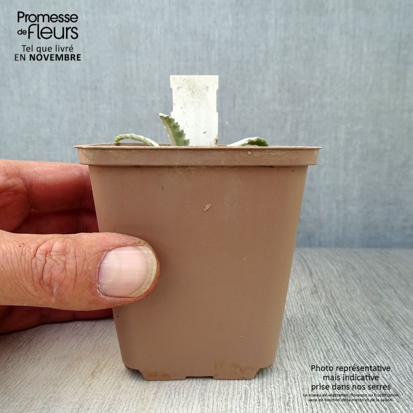 Amostra de Onopordum nervosum Vaso de 8/9 cm tal como entregue no outono
