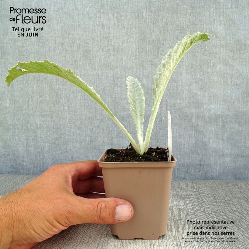 Amostra de Onopordum nervosum Vaso de 8/9 cm tal como entregue no verão