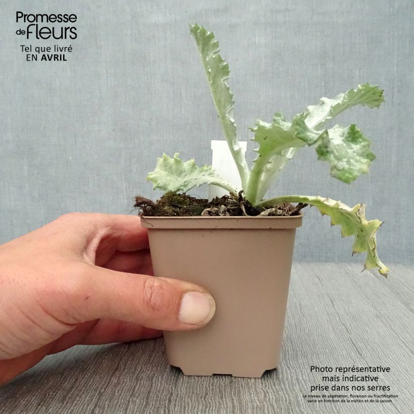Amostra de Onopordum nervosum Vaso de 8/9 cm tal como entregue na primavera