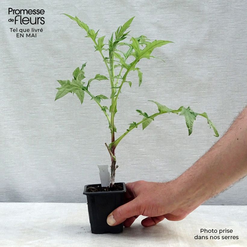 Amostra de Cardo-azul Star Frost - Echinops bannaticus Vaso de 8/9 cm tal como entregue na primavera