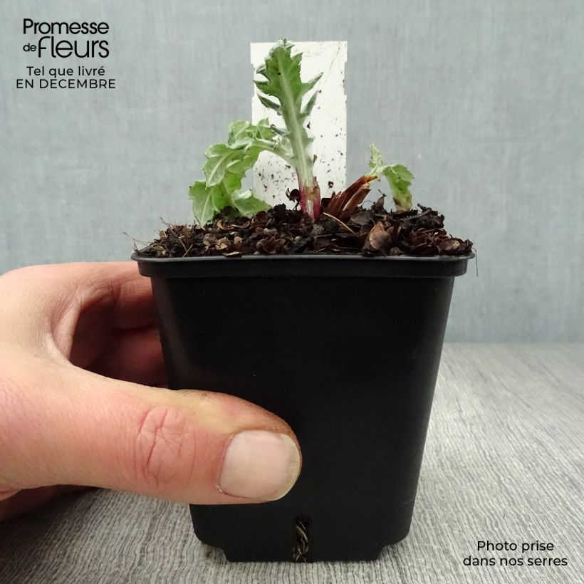 Amostra de Cardo-azul Star Frost - Echinops bannaticus Vaso de 8/9 cm tal como entregue no inverno