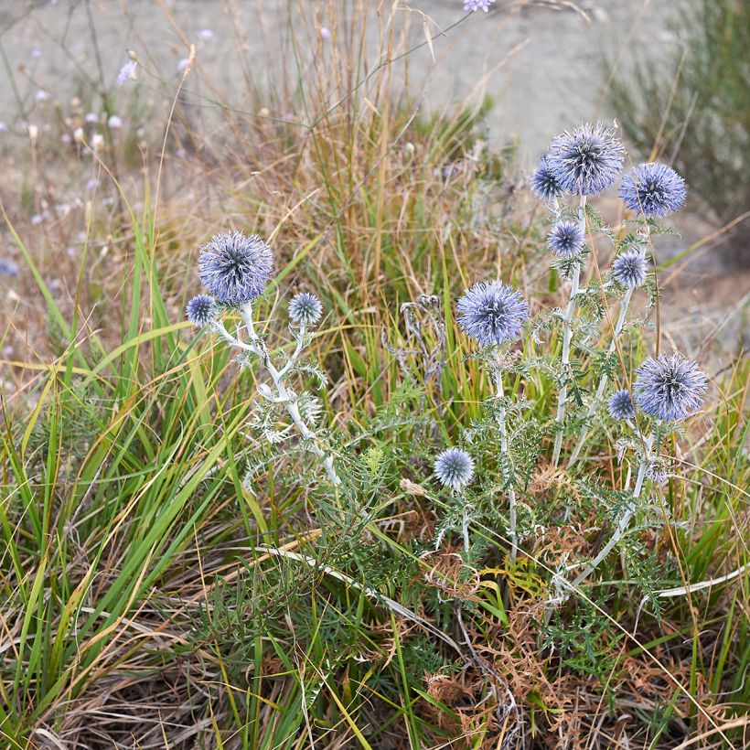 Cardo-azul - Echinops ritro (Hábito)