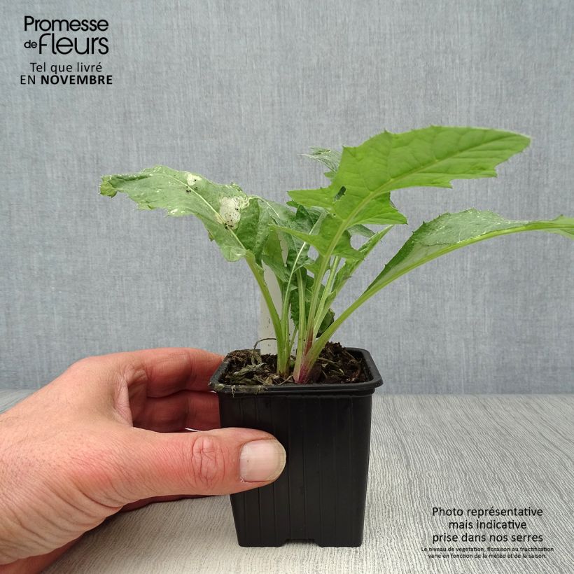 Amostra de Cardo-azul - Echinops ritro Vaso de 7/8 cm tal como entregue no outono