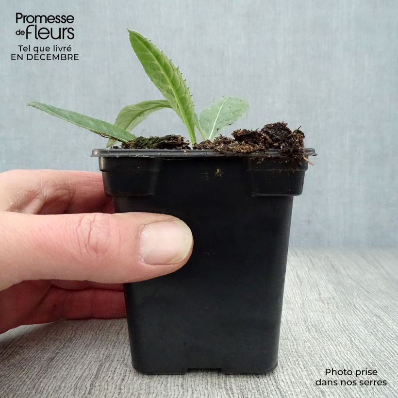 Amostra de Chardon boule - Echinops ritro Vaso de 7/8 cm tal como entregue no inverno