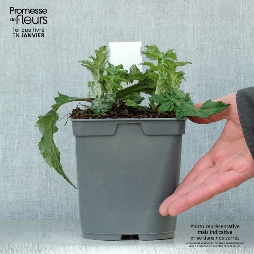 Amostra de Chardon boule - Echinops ritro Vaso de 2 L/3 L tal como entregue no inverno