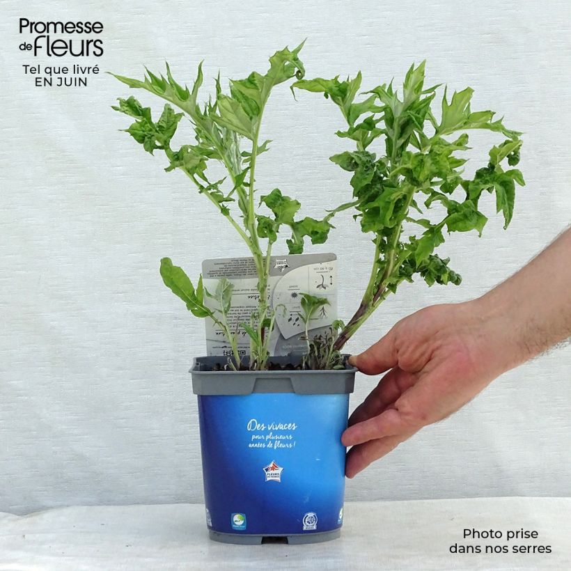 Amostra de Cardo-azul - Echinops ritro Vaso de 2 L/3 L tal como entregue no verão