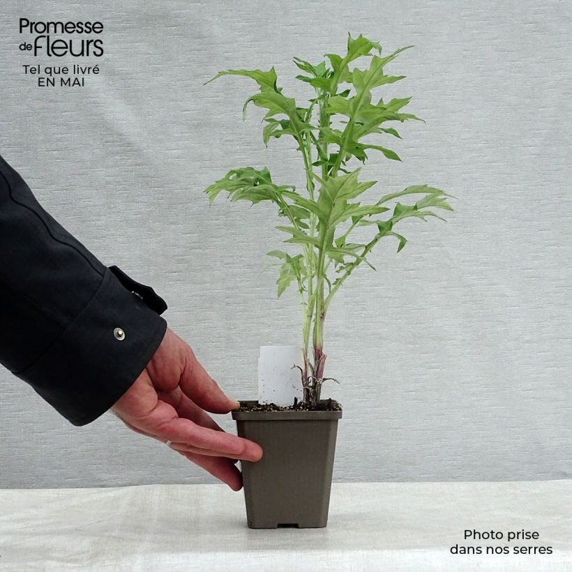 Amostra de Cardo-azul - Echinops ritro Vaso de 7/8 cm tal como entregue na primavera