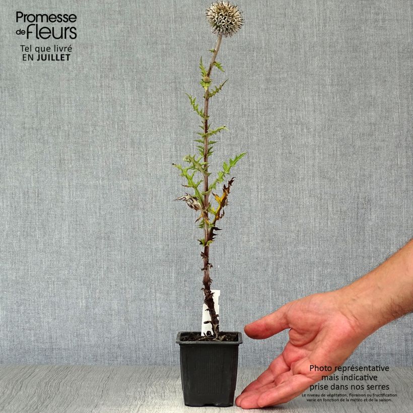 Amostra de Cardo-bola Arctic Glow - Echinops sphaerocephalus Vaso de 8/9 cm tal como entregue no verão
