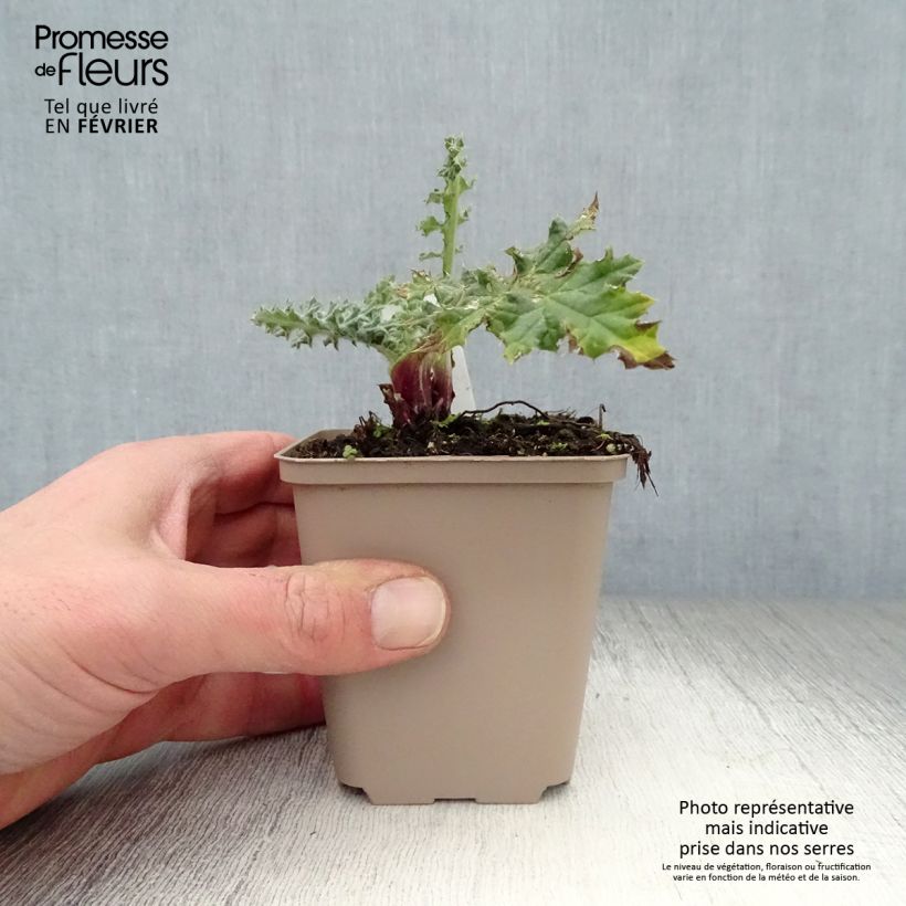 Amostra de Cardo-bola Arctic Glow - Echinops sphaerocephalus Vaso de 8/9 cm tal como entregue no inverno