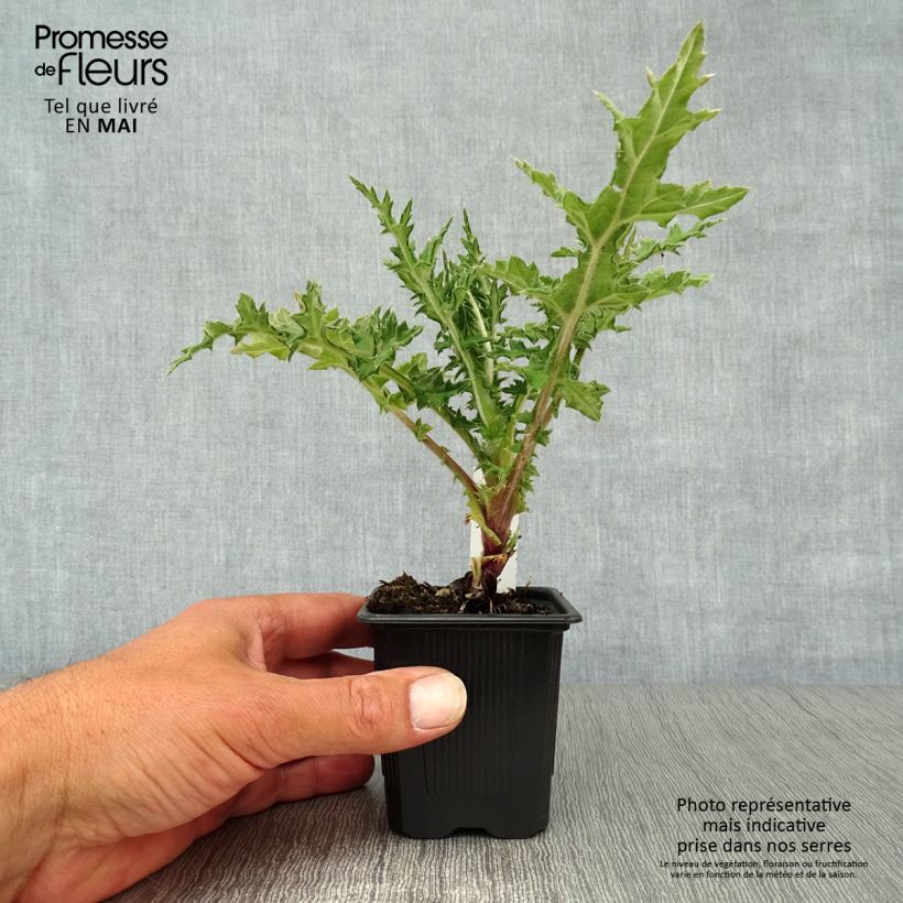 Amostra de Cardo-bola Arctic Glow - Echinops sphaerocephalus Vaso de 8/9 cm tal como entregue na primavera