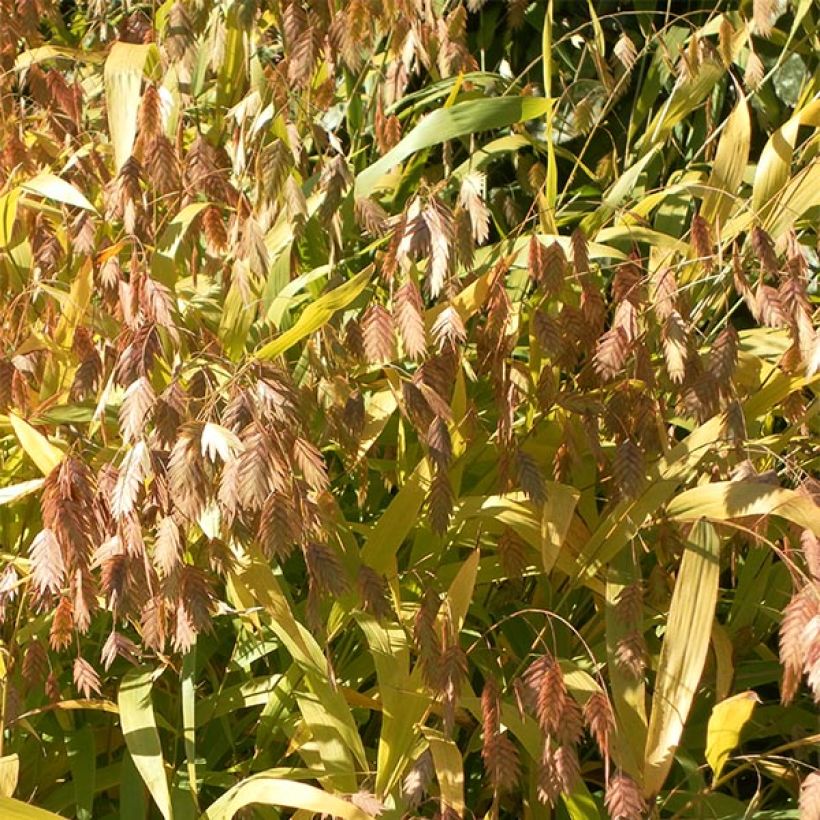 Chasmanthium latifolium (Floração)