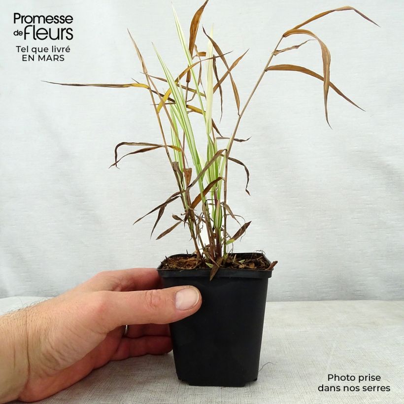 Amostra de Chasmanthium latifolium River Mist Vaso de 8/9 cm tal como entregue na primavera