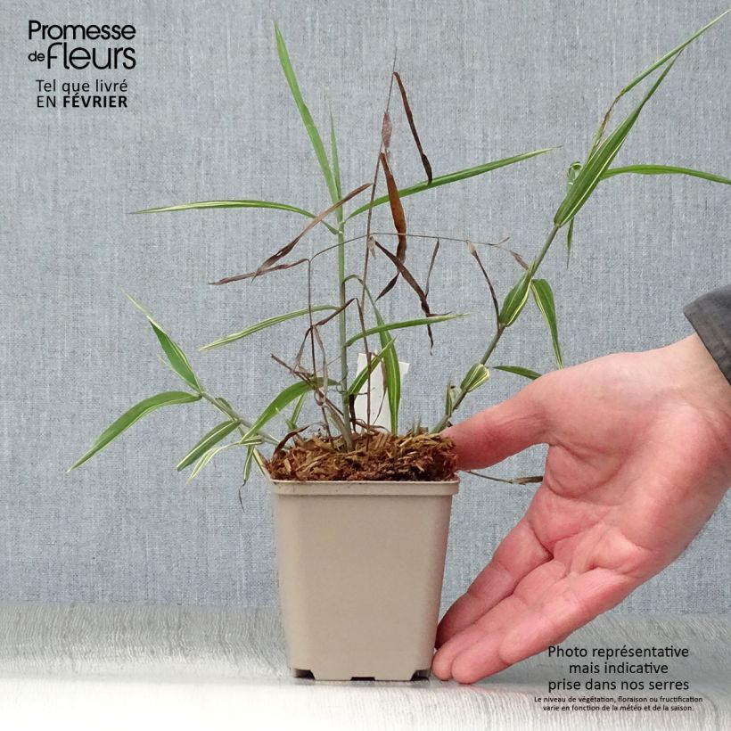 Amostra de Chasmanthium latifolium River Mist - Uniola latifolia Vaso de 8/9 cm tal como entregue no inverno
