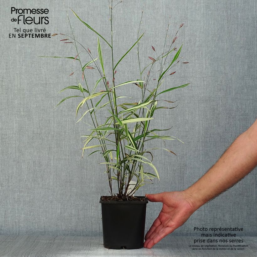Amostra de Chasmanthium latifolium River Mist Vaso de 2 L/3 L tal como entregue no verão