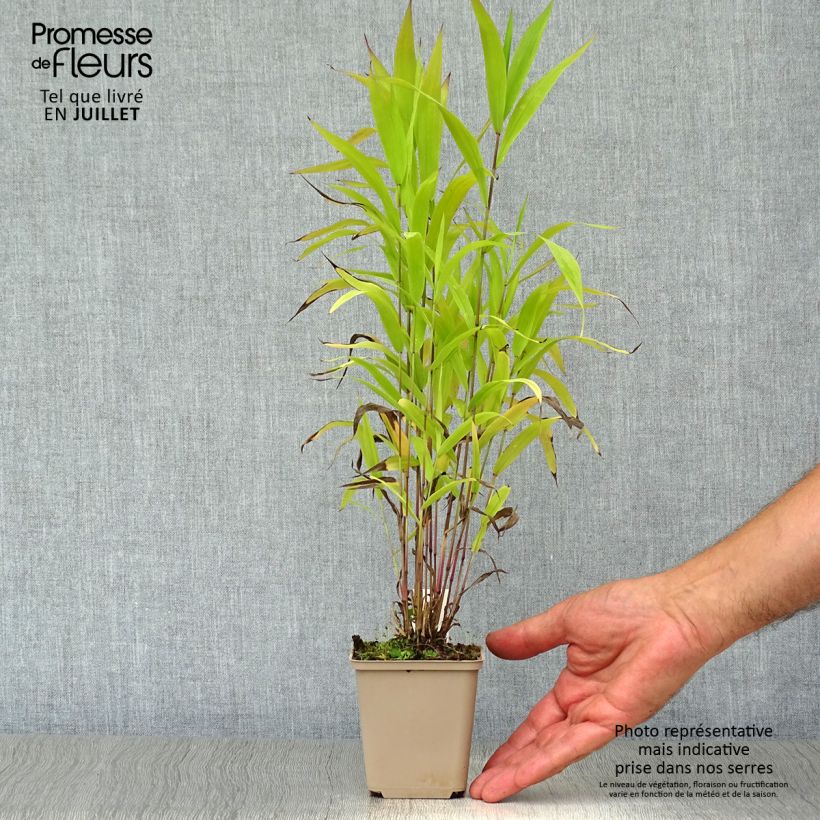 Amostra de Chasmanthium latifolium Vaso de 8/9 cm tal como entregue no verão