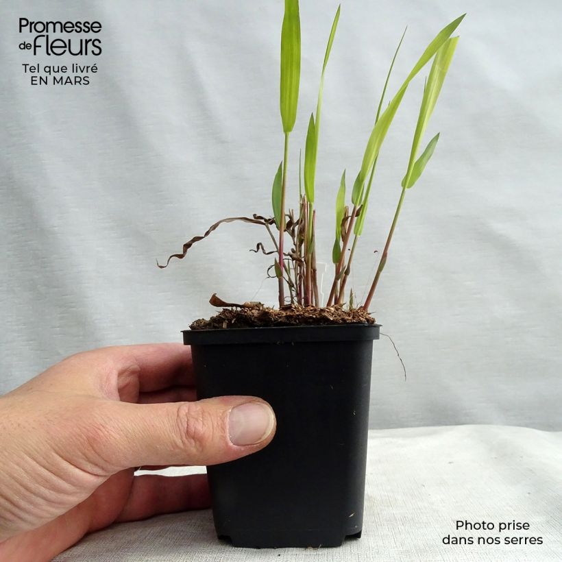 Amostra de Chasmanthium latifolium Vaso de 8/9 cm tal como entregue no inverno