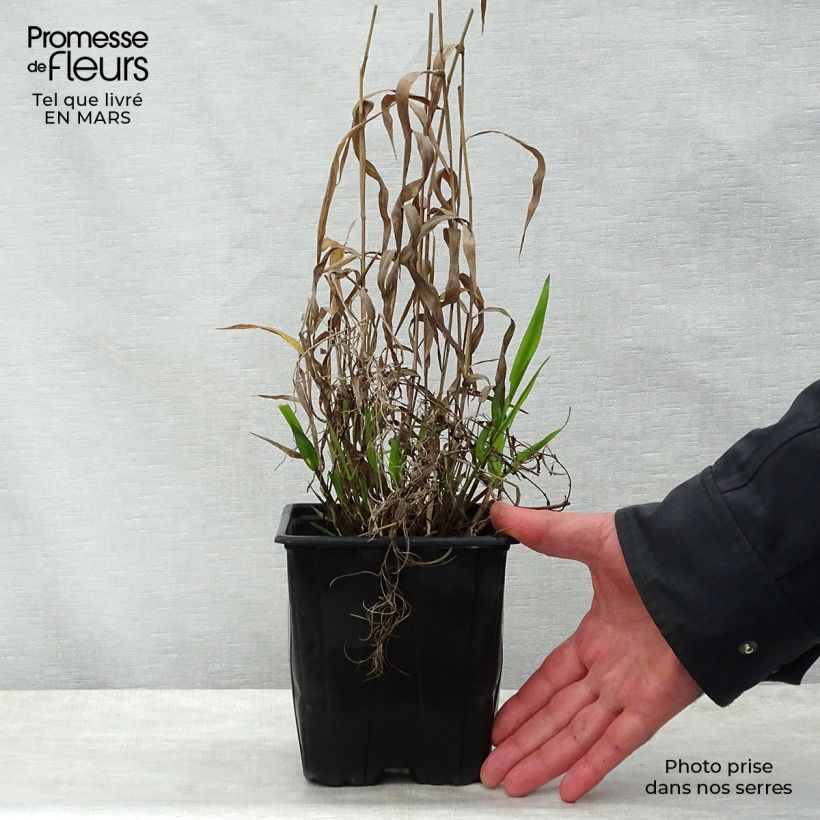 Amostra de Chasmanthium latifolium Vaso de 2 L/3 L tal como entregue na primavera